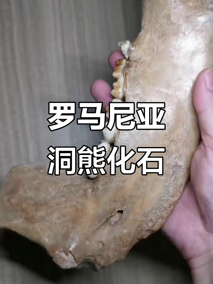 罗马尼亚发现更新世洞熊下颌骨化石,揭示古生物新线索