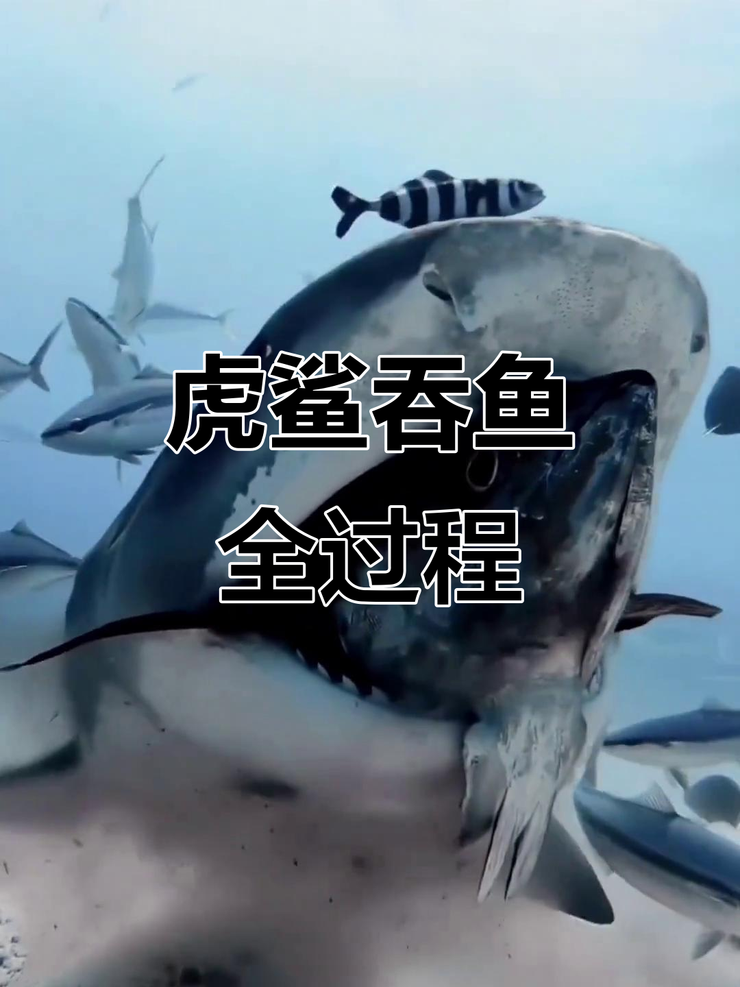 虎鲨捕食瞬间,海底惊险一幕