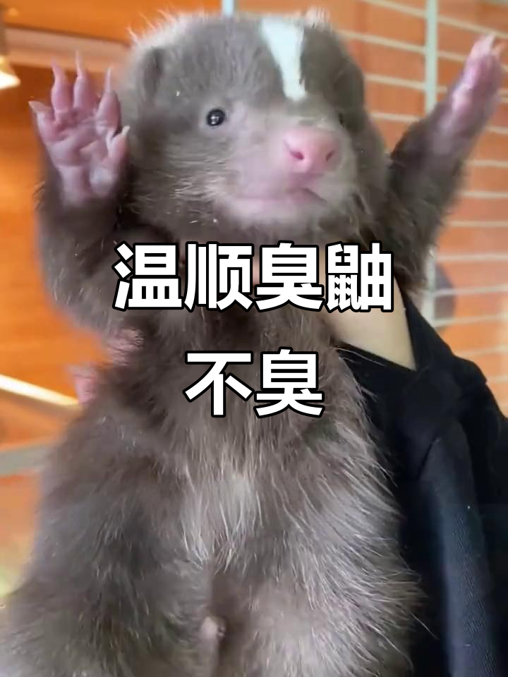 臭鼬到底有多臭?人工养殖的它们不再喷气
