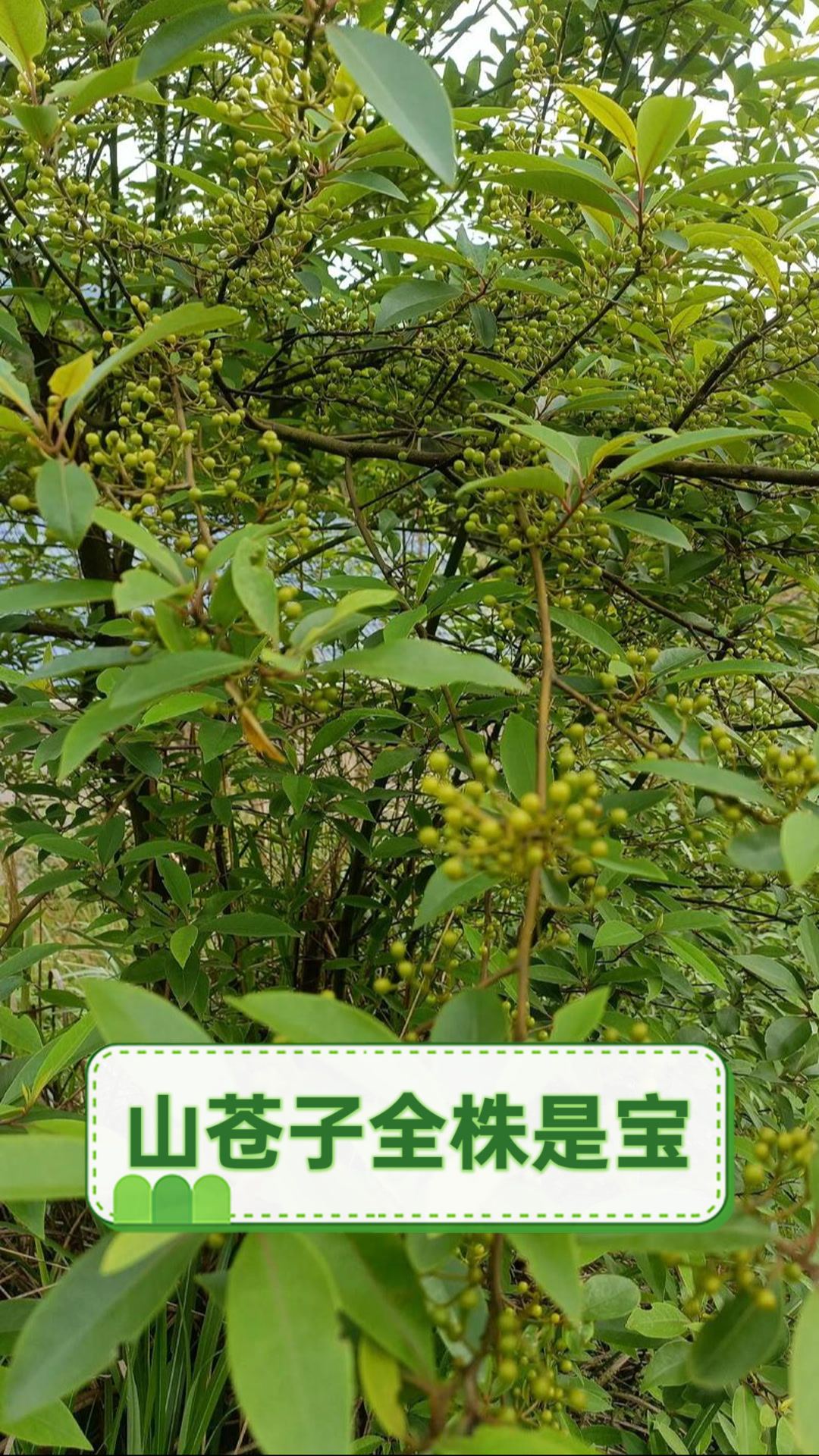山苍子全株是宝