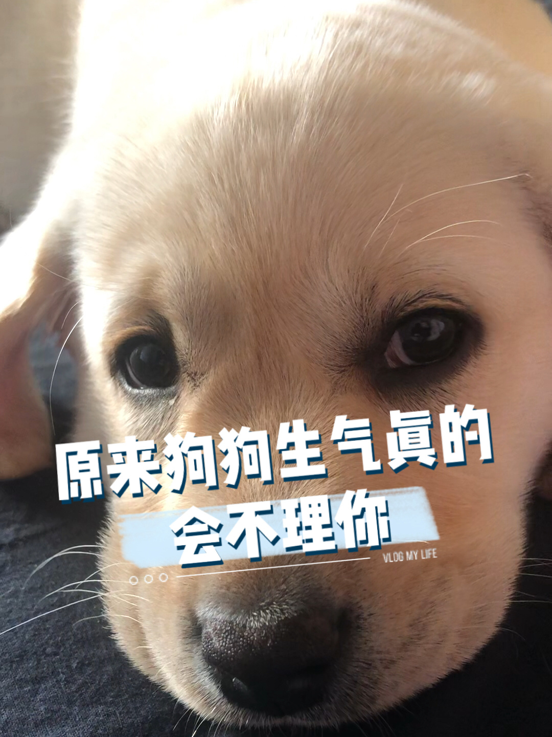 狗狗生气的样子