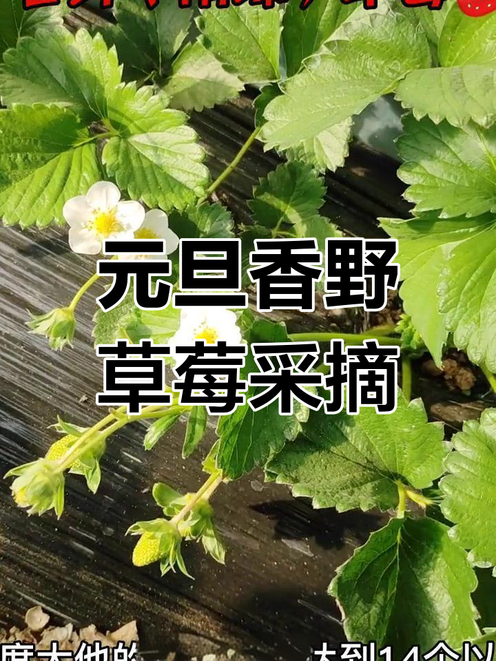 香野草莓缺点图片