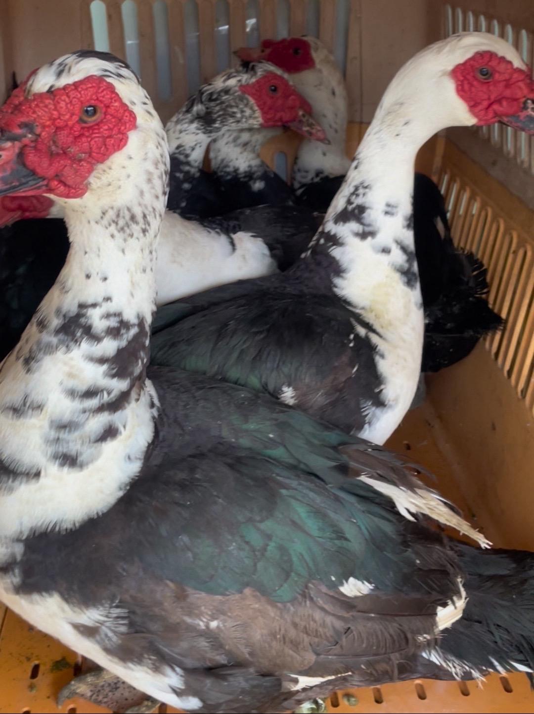 正宗农村散养土番鸭 番鸭 藤子