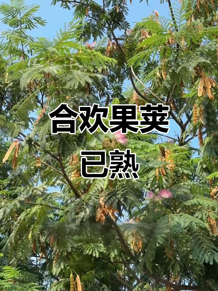 合欢树果实成熟,豆荚满枝头