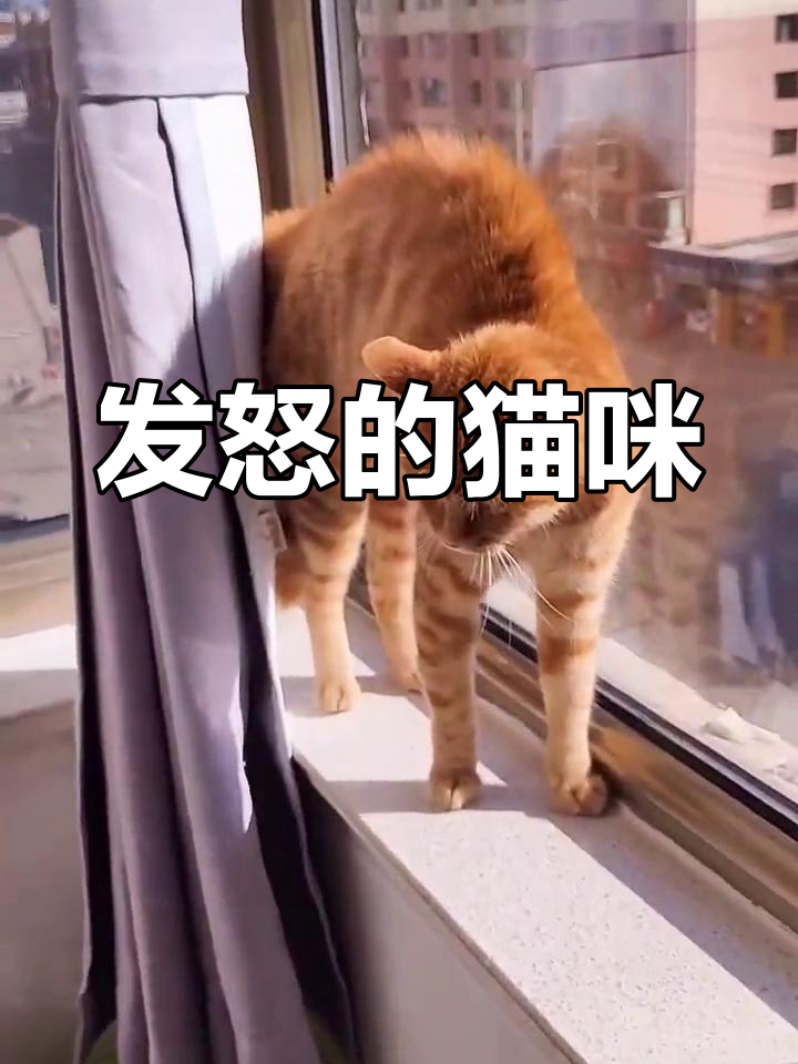 橘猫生气炸毛,怒气冲天!