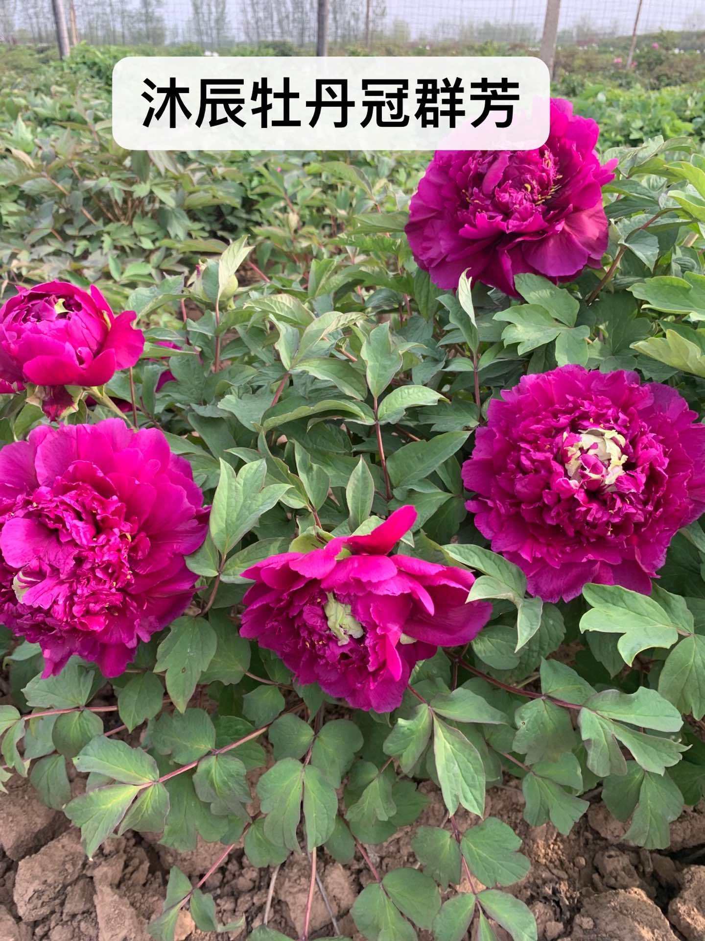 牡丹花 紫色系大花冠群芳 牡丹 国色天香牡丹花 @ 爱生活爱养花