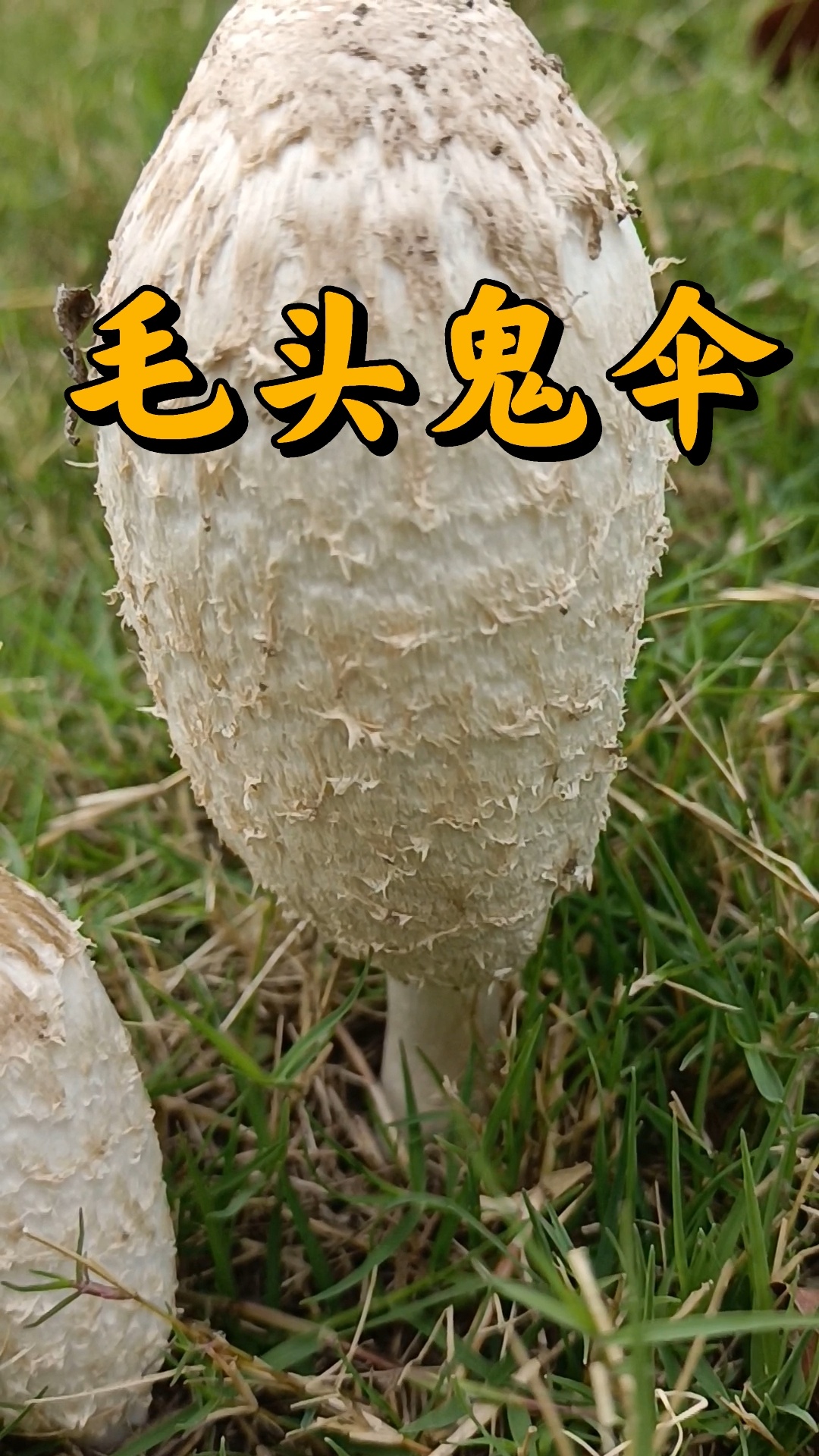 毛头鬼伞是鬼伞科,鬼伞属真菌,可食用肉质