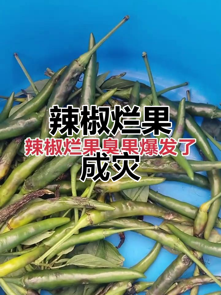 辣椒炭疽病爆发,果实腐烂严重