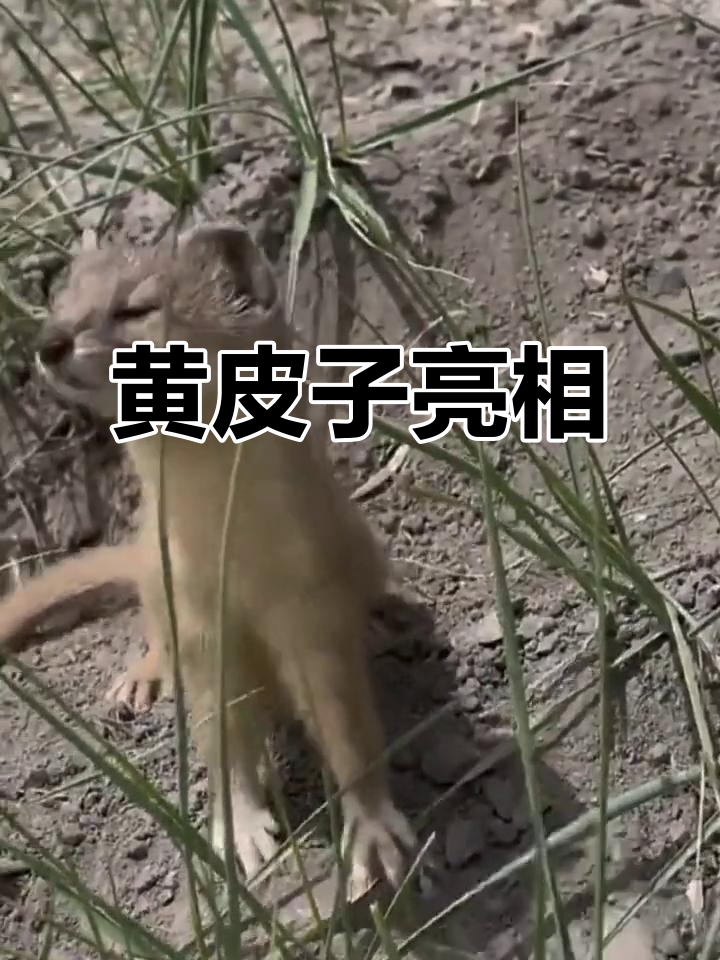 野生黄皮子现身,萌态十足