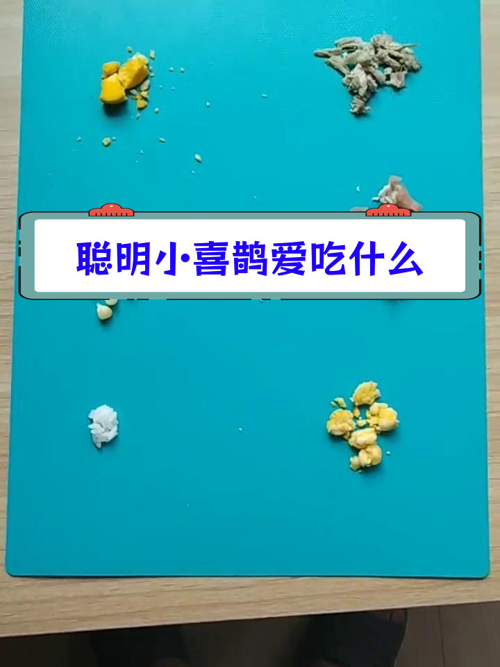 小喜鹊最爱的食物是什么?