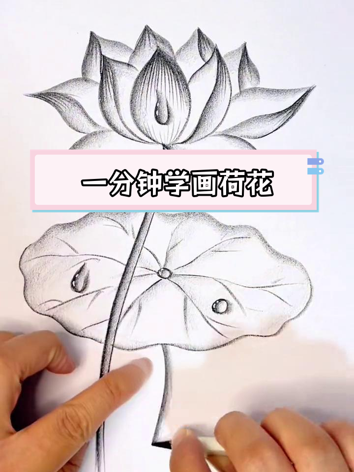 荷花画法 简笔画图片