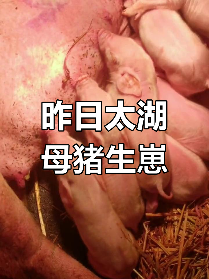 有卖小母猪的网站吗_哪里有小母猪出售,多少钱一头 有卖小母猪的网站吗_哪里有小母猪出售,多少钱一头