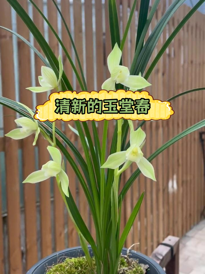 玉堂春兰花,清新脱俗的美丽