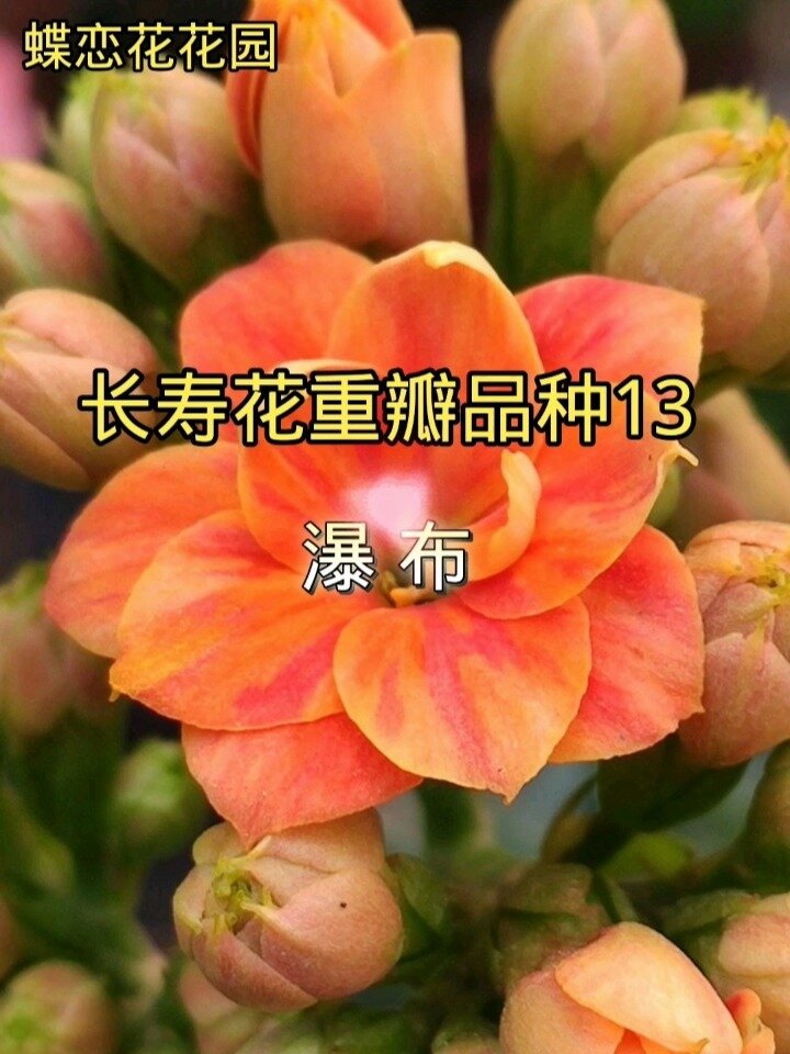 长寿花海报图片