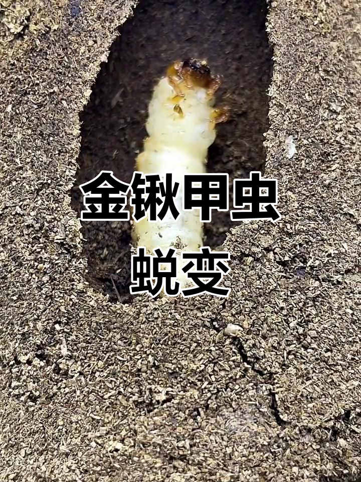 印尼金锹甲虫蜕皮化蛹全过程,惊险有趣!