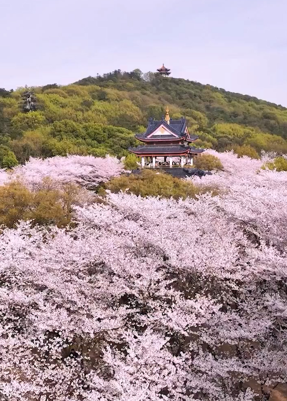 满眼春色无锡鼋头渚樱花盛放