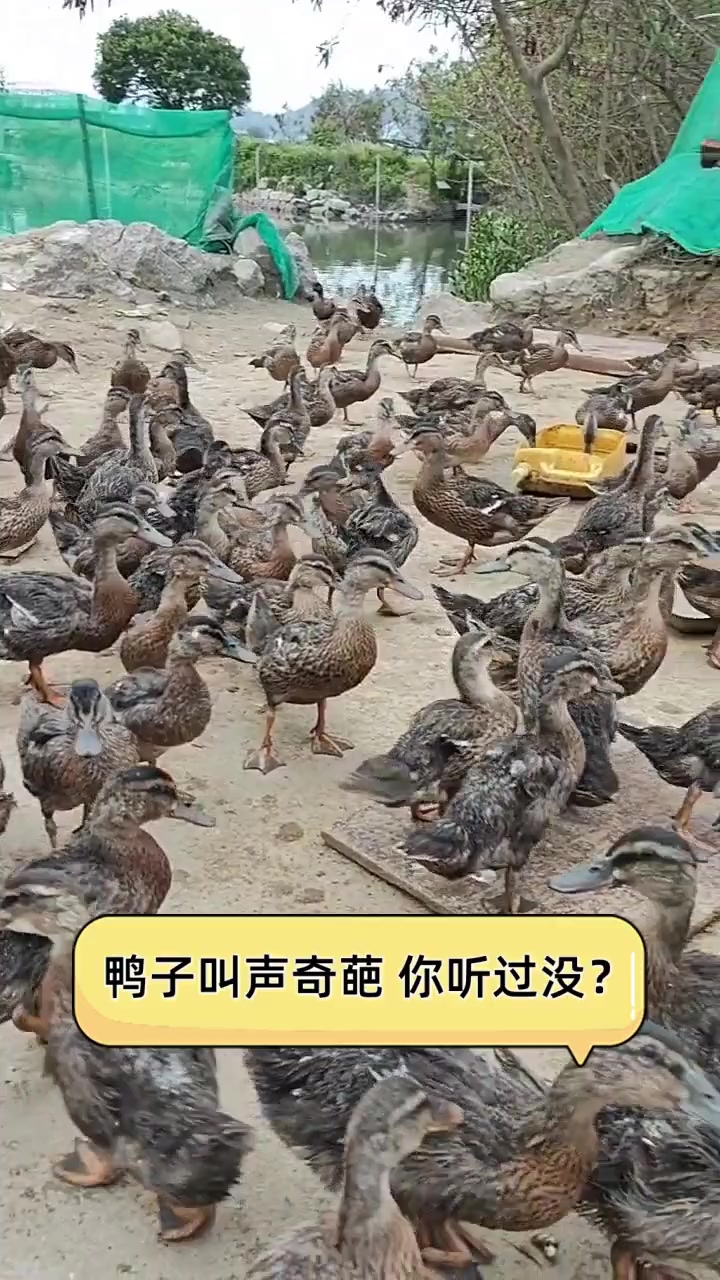 鸭子叫声奇葩,你听过没?