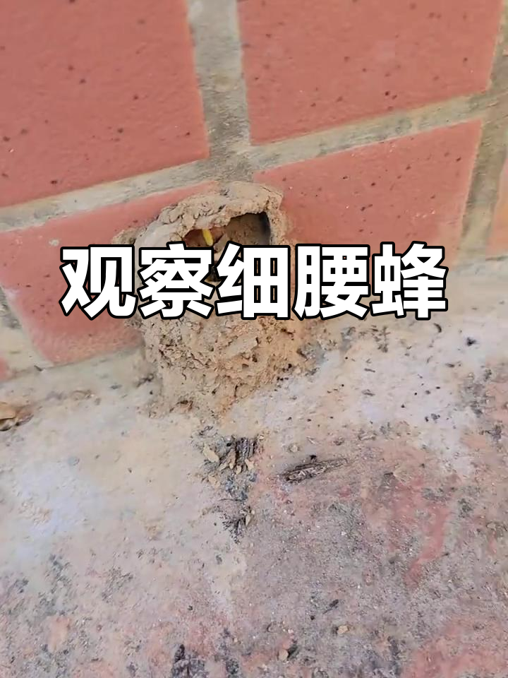 阳台上的细腰蜂巢探秘