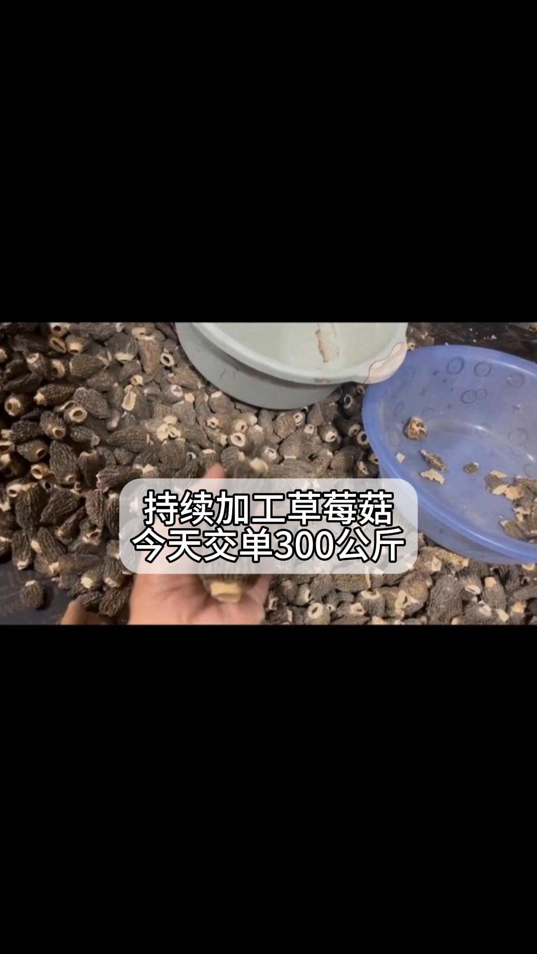 持续加工草莓菇,今天交单300公斤
