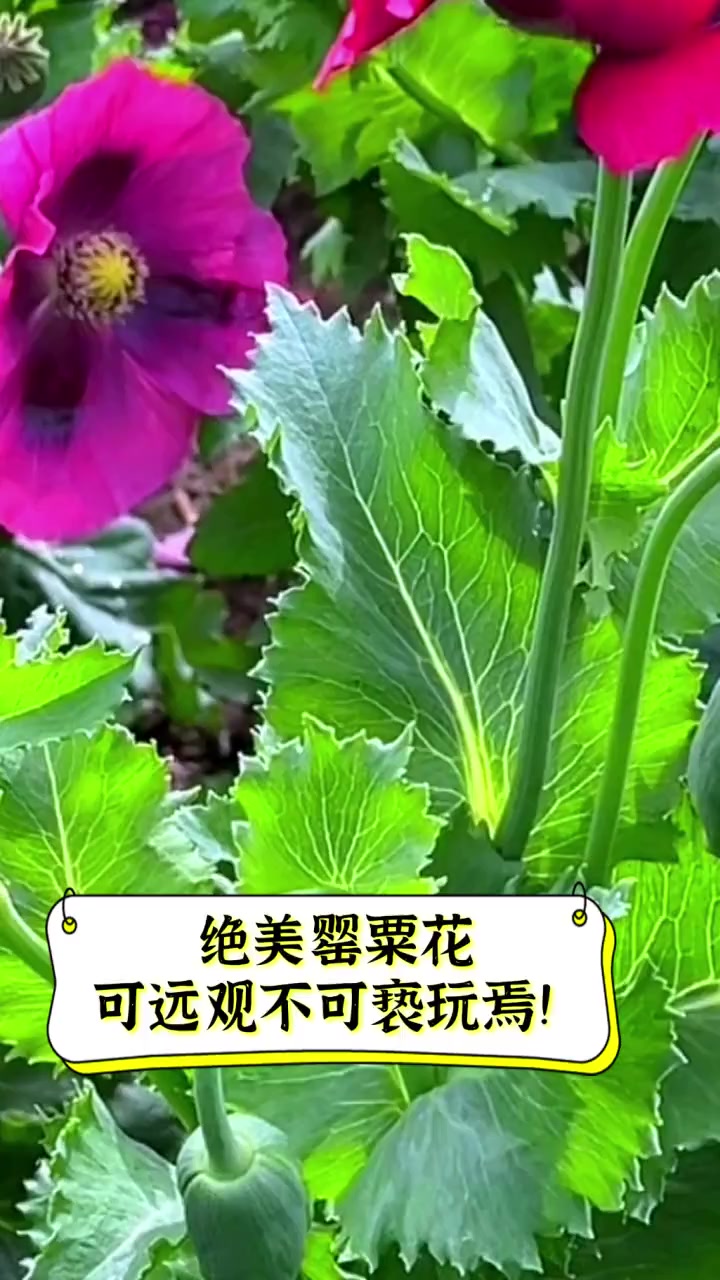 鸦片花制作过程图片