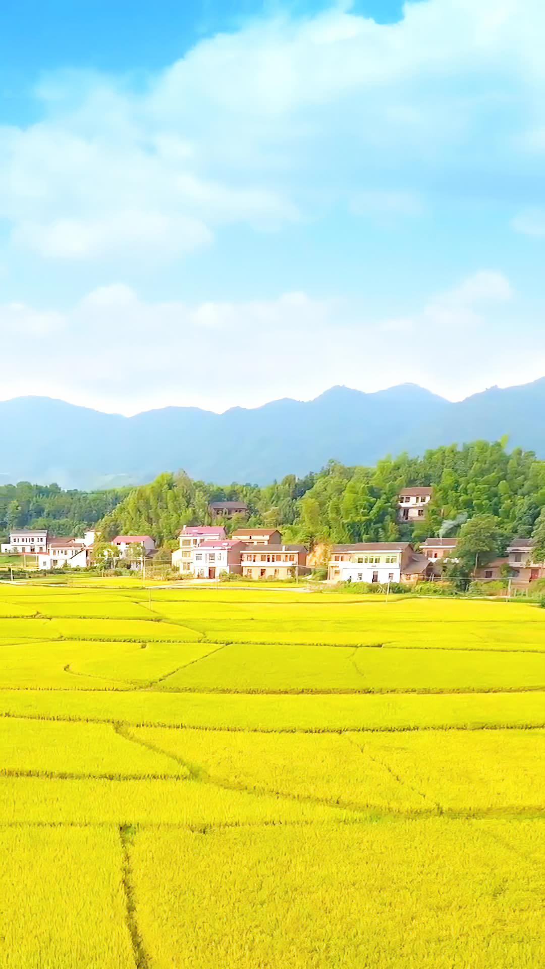 远离人群走向田野能躲过这一波的疫情吗农村生活乡愁记忆乡野田间家乡