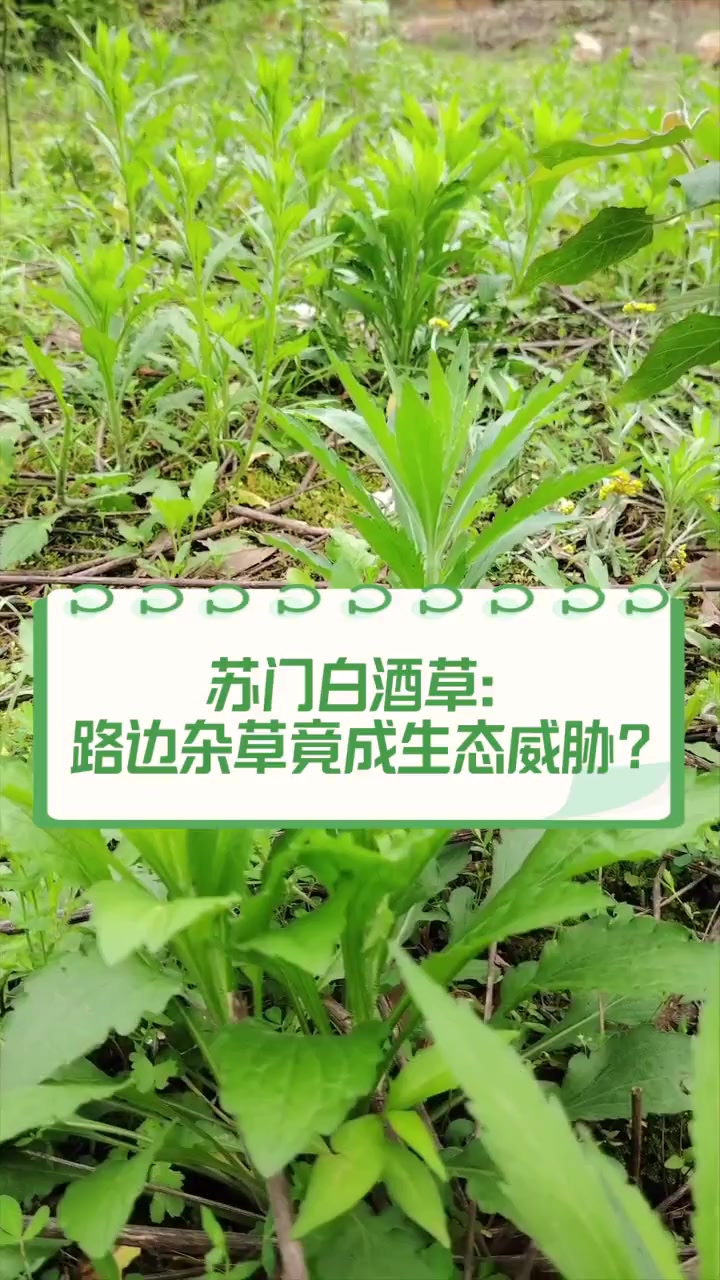 苏门白酒草:路边杂草竟成生态威胁?