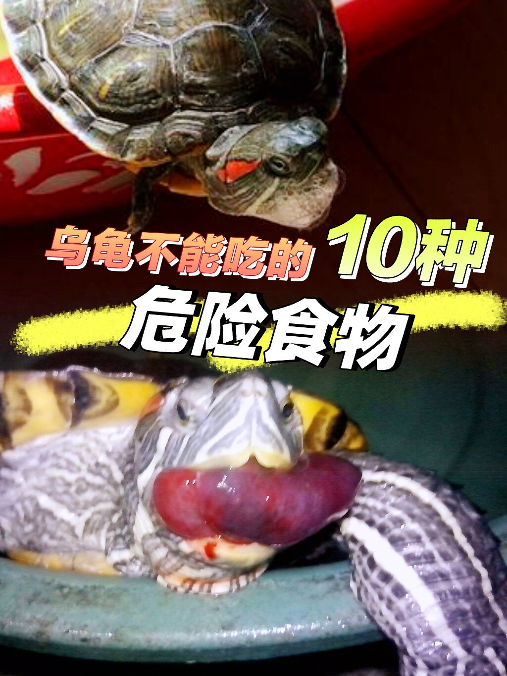 乌龟不能吃的10种危险致命食物@身边养龟人