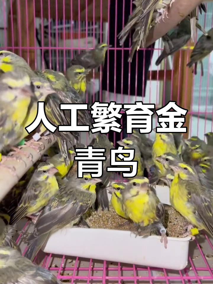金青鸟人工繁殖,健康无残疾,鸣唱技巧丰富