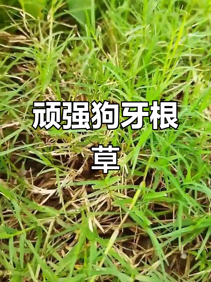 狗牙根草:低矮坚韧,牧场与草坪的绝佳选择
