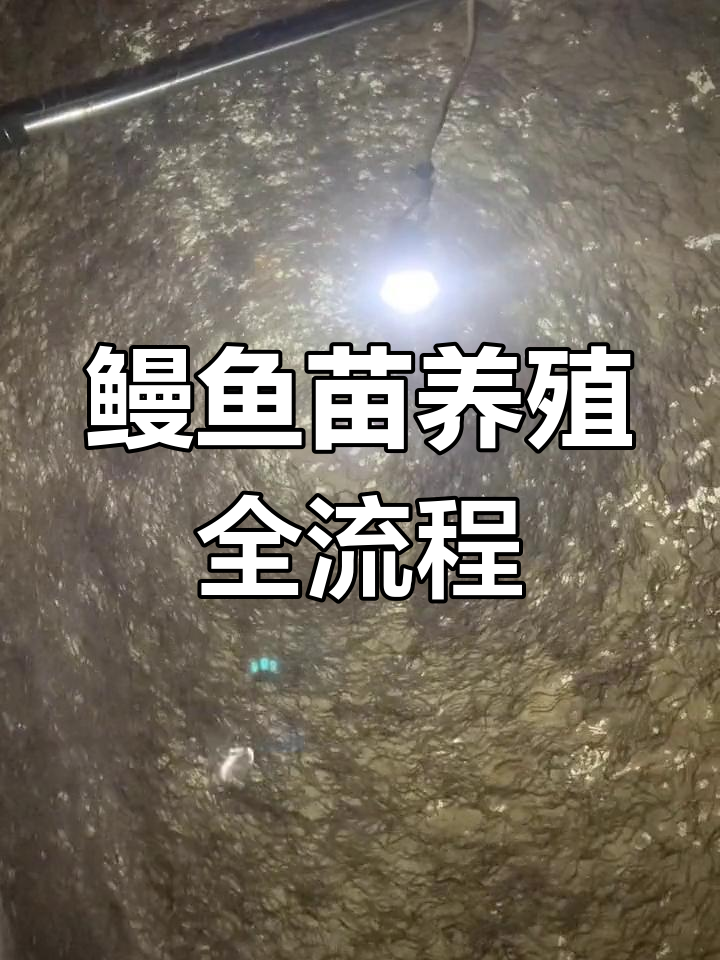 鳗鱼苗成长记:从升温到喂食全过程揭秘