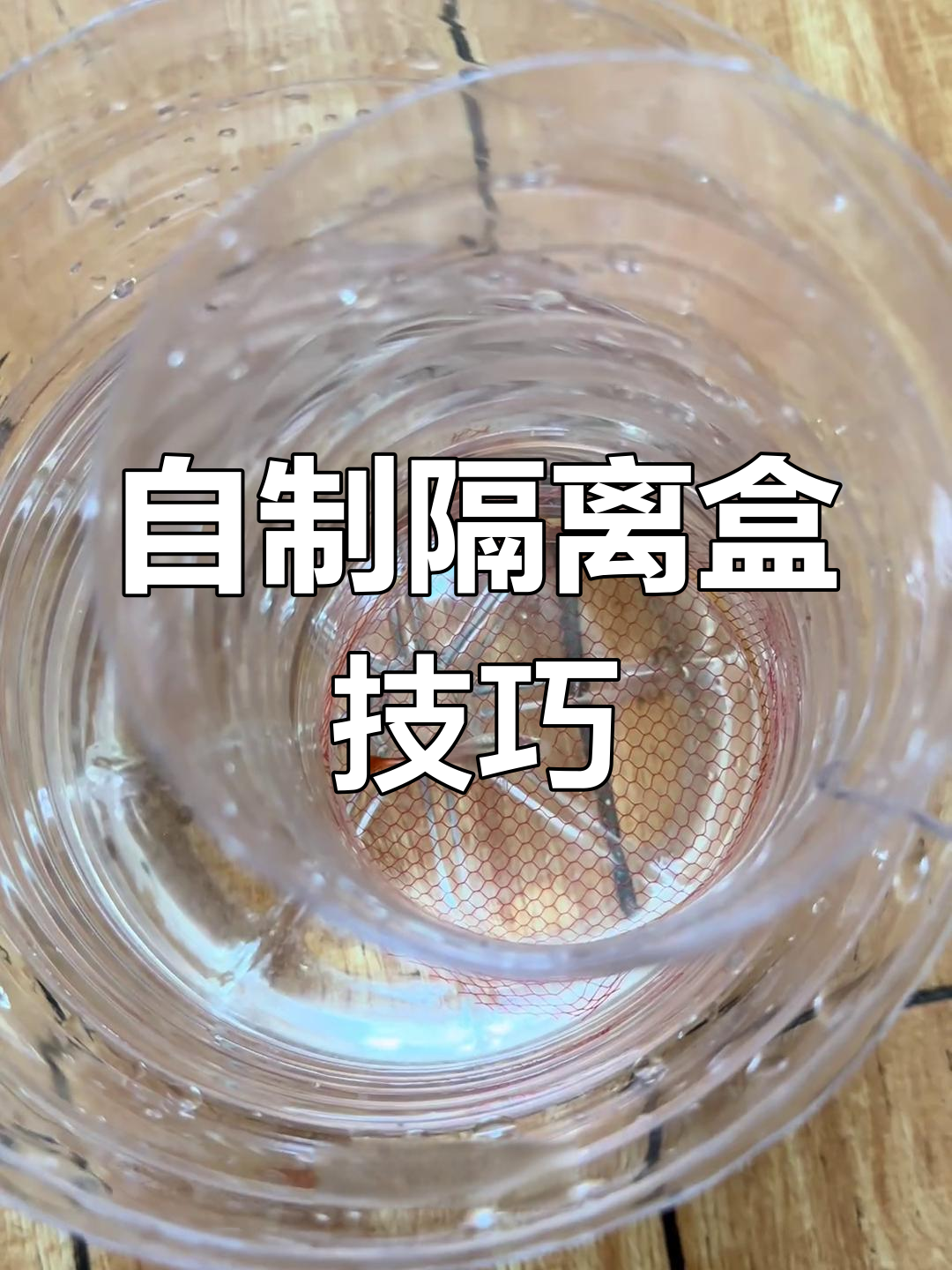 轻松应对多胎母鱼,自制隔离盒让繁殖更简单!