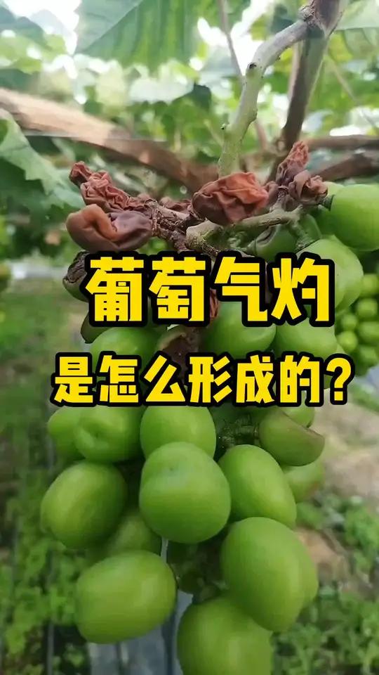 什么是葡萄气灼