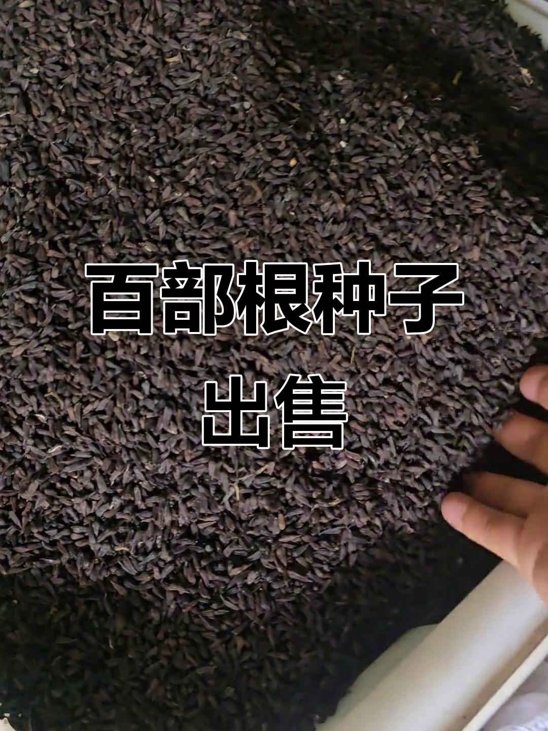 百部根种子已出,育苗需求请联系