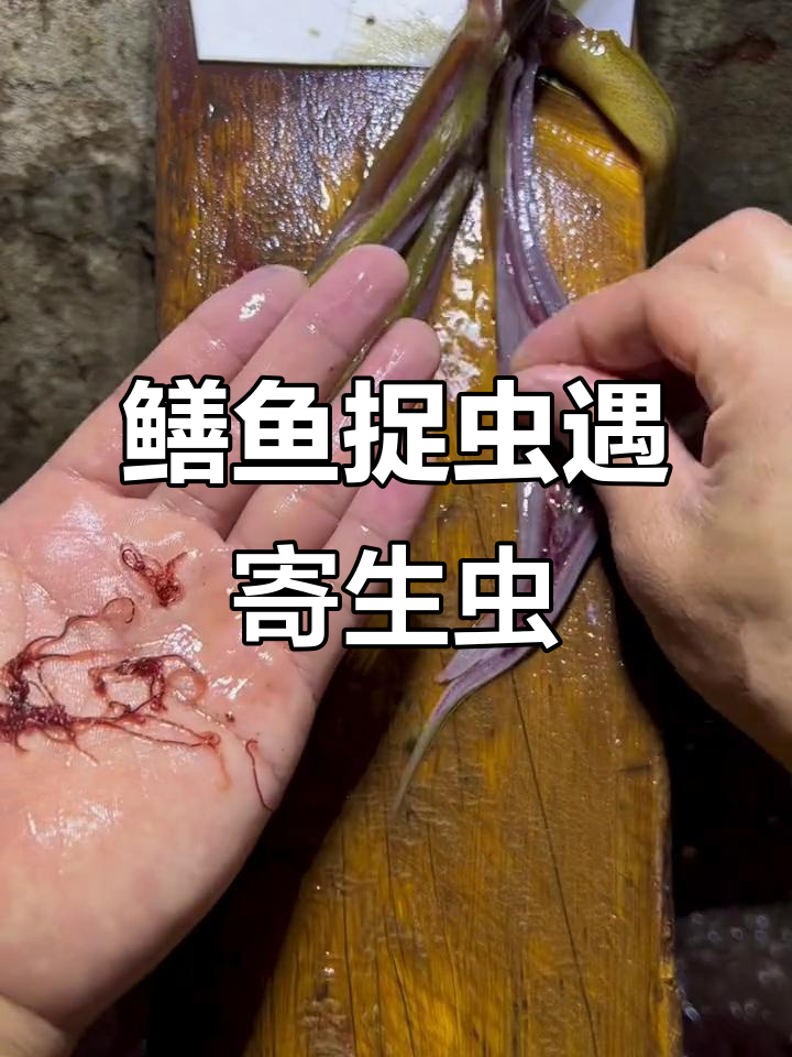 鳝鱼抓虫惊现寄生虫,农村生活解压瞬间