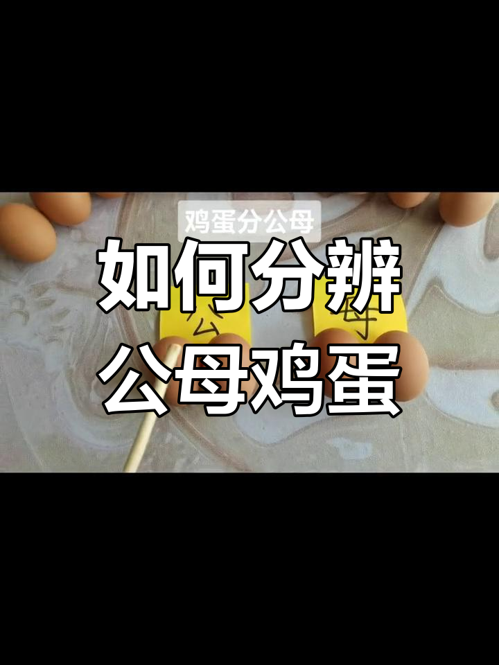 鸡蛋怎么分公母图片图片