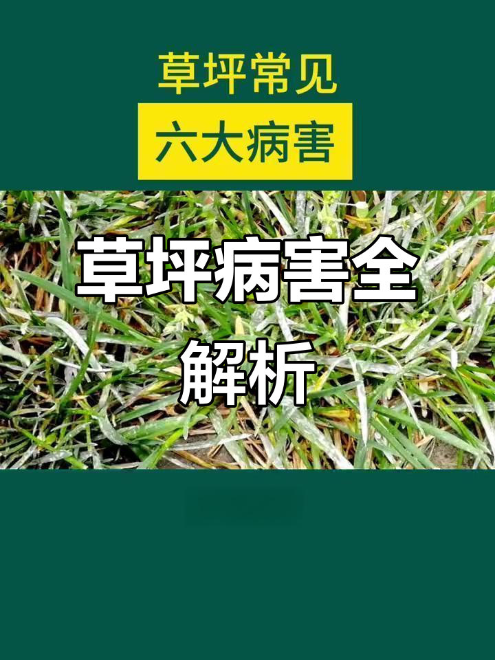 草坪六大常见病害,夏季高发!