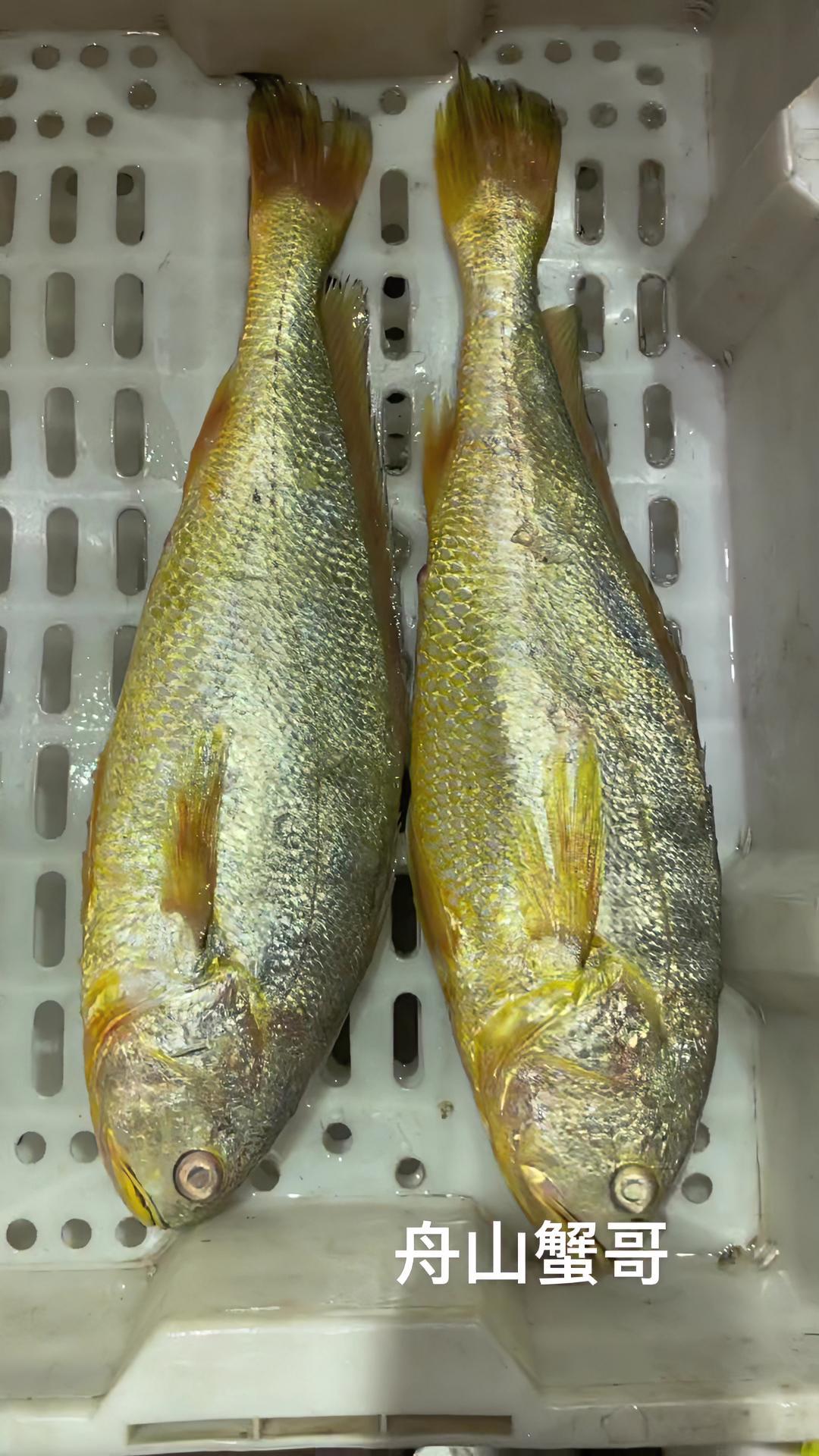 2斤多一条得大黄鱼,一条鱼一年的伙食费不够用 舟山海鲜 大黄鱼