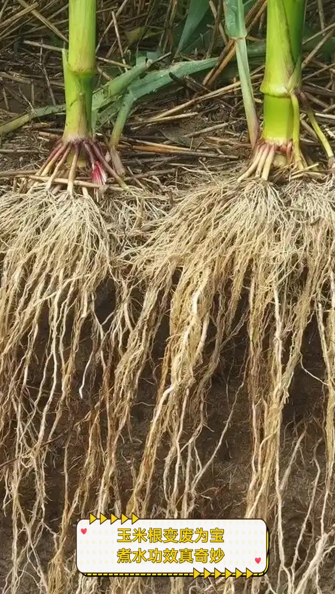 玉米根变废为宝,煮水功效真奇妙