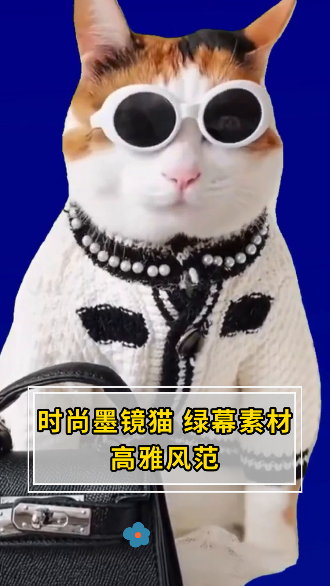 时尚墨镜猫 绿幕素材高雅风范