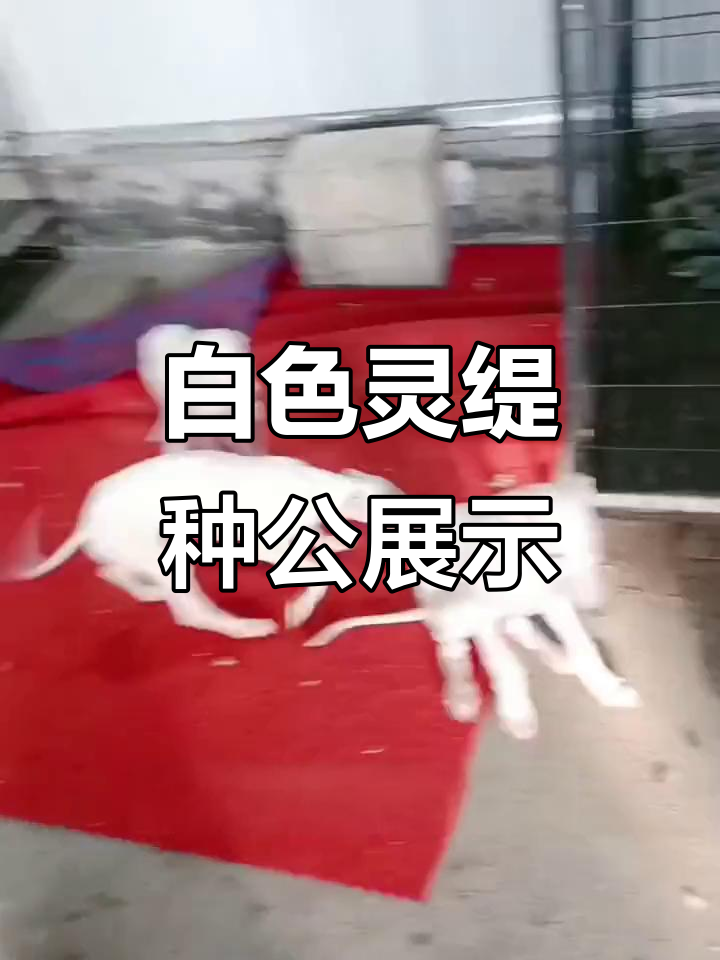 纯白灵缇公母大揭秘,小白龙魅力十足
