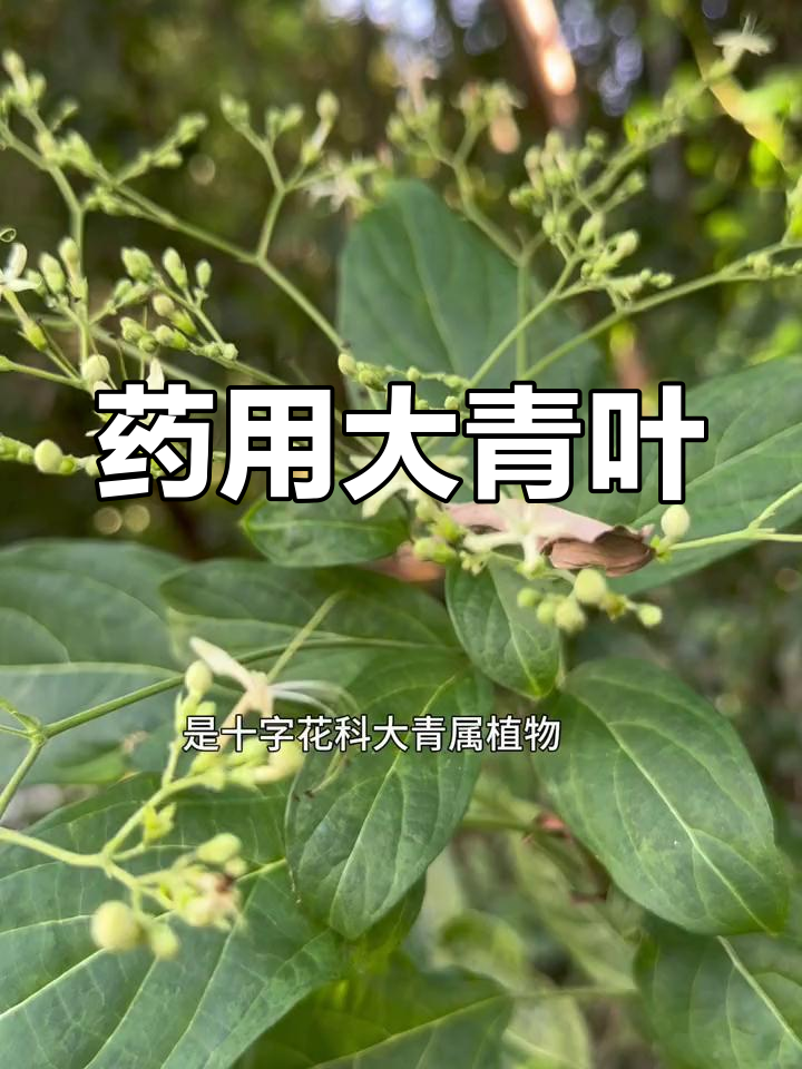 大青叶药片图片