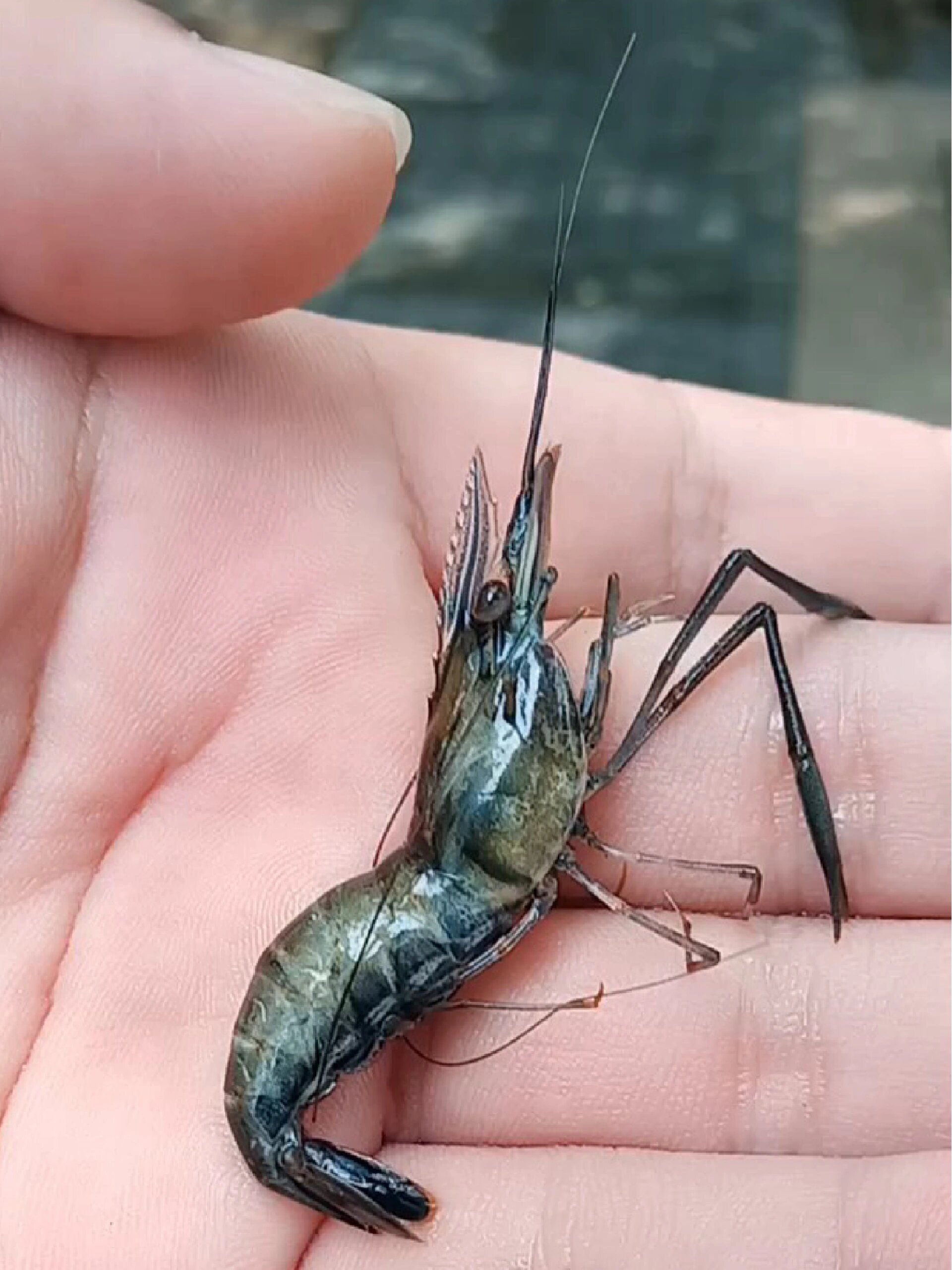 上海金泽古镇河道野采的 日本沼虾