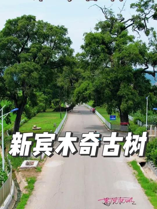 抚顺新宾木奇古树 在木奇镇古御路边,现存16棵古榆树,树龄约400