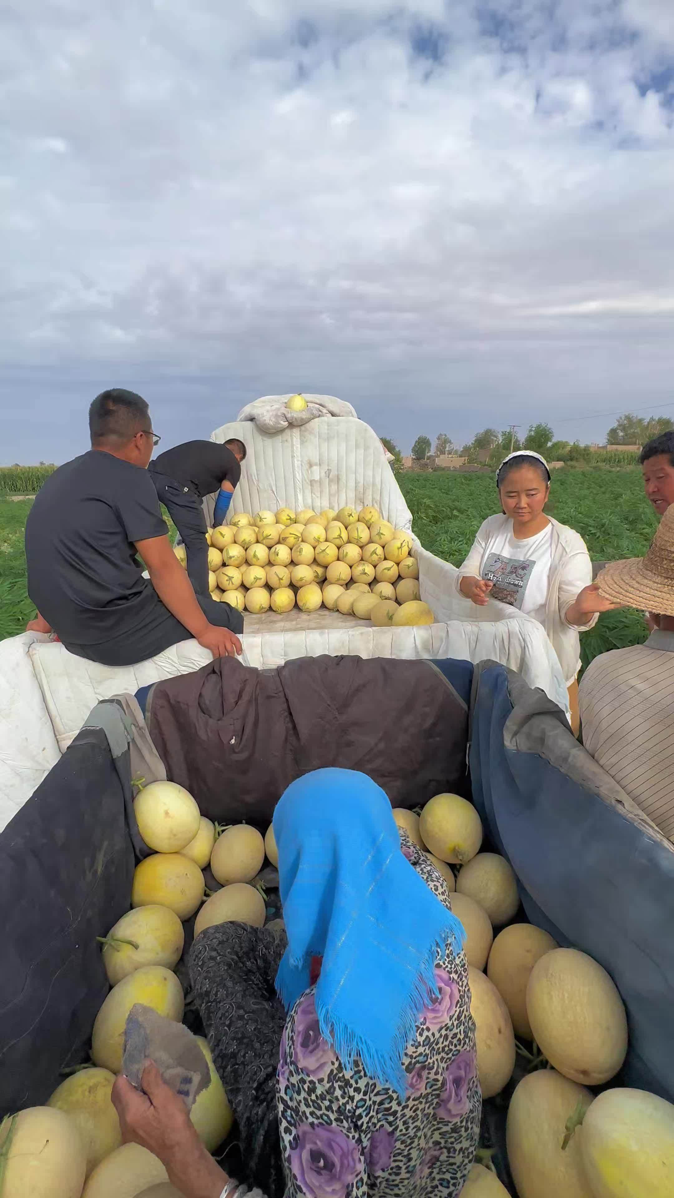 这才是正宗的民勤银蒂白兰瓜,我觉得就是民勤蜜瓜中的天花板!