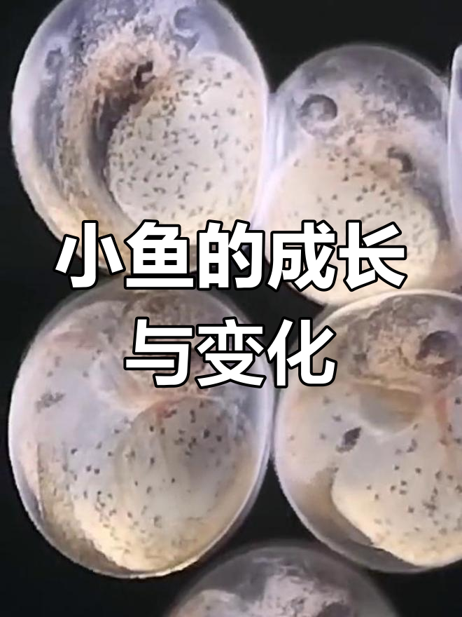 鱼爸爸守护宝宝,小鱼孵化全过程揭秘