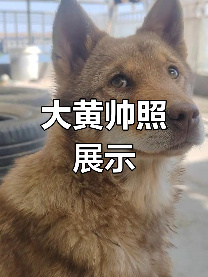 中华田园犬大黄,帅气照片来啦!
