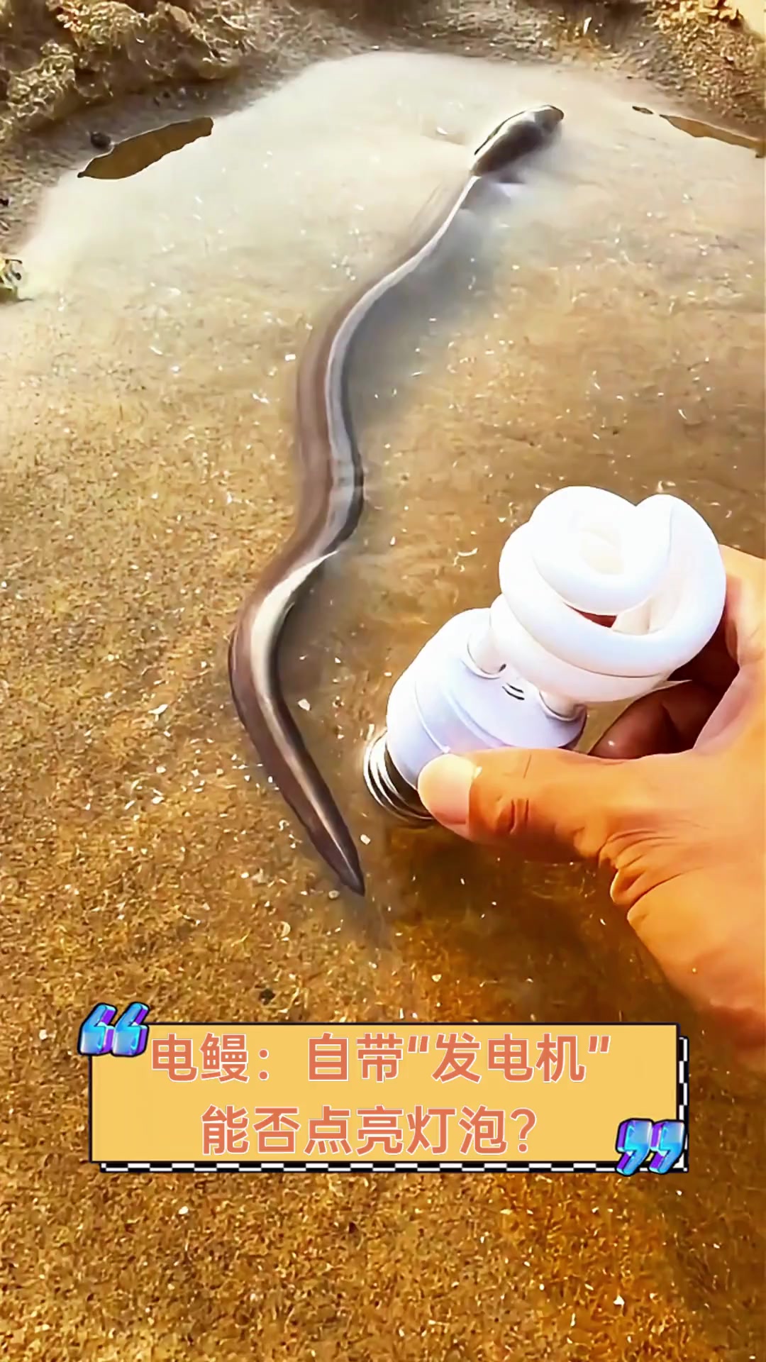电鳗:自带"发电机",能否点亮灯泡?