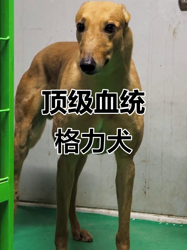 格力犬飞驰如箭,温顺聪明长跑冠军