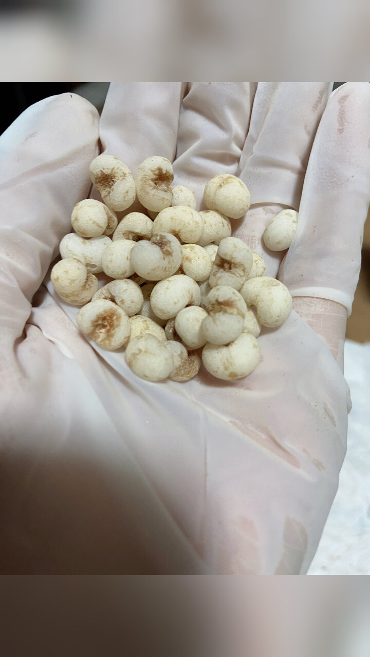 绿化带文玩～棕榈树种子手串