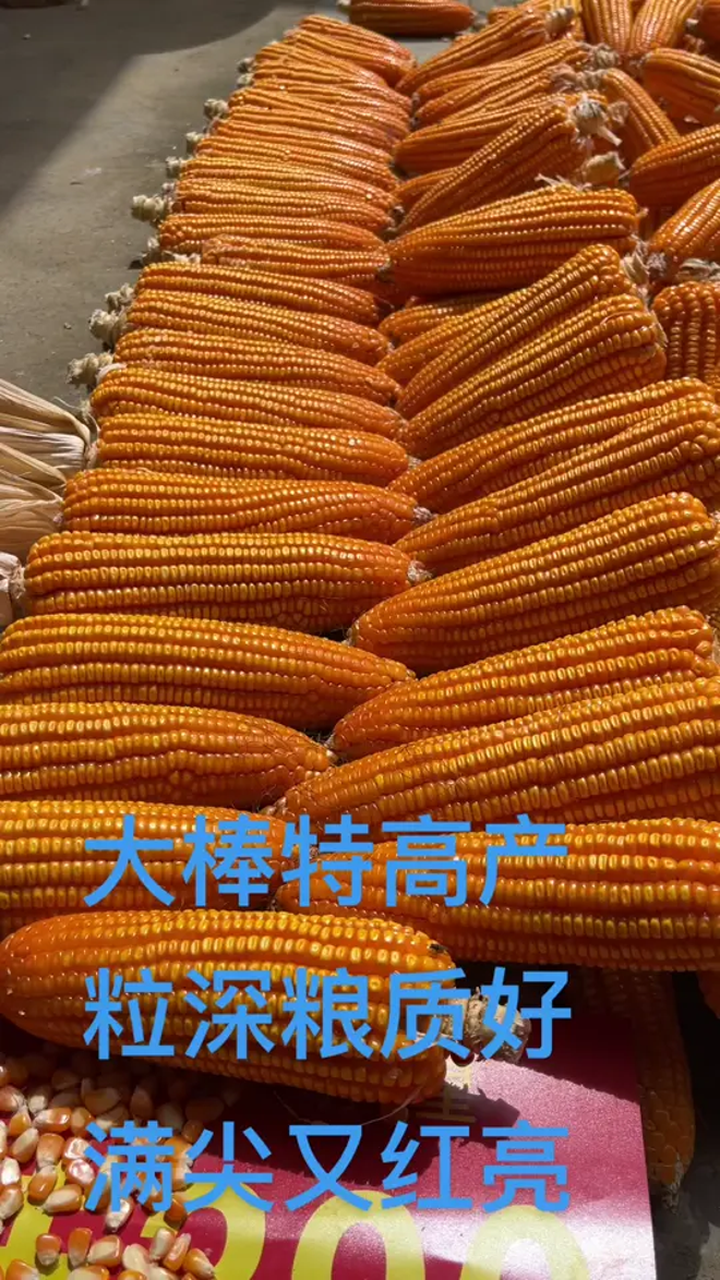 高产玉米种子矮杆大棒玉米种